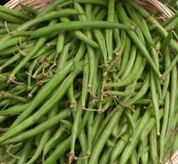 Haricots (Sm. Beans)