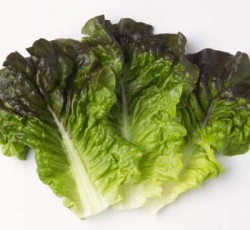 Red Leaf Lettuce