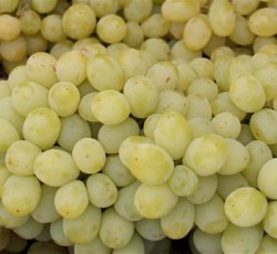 White Seedless Grapes